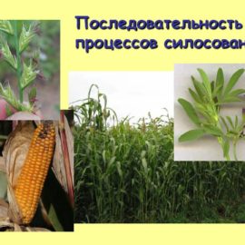 Програма силосування за допомогою консерванту (закваски) для силосу Біо Сил (Bio-Sil) Програма силосування за допомогою консерванту (закваски) для силосу Біо Сил (Bio-Sil)